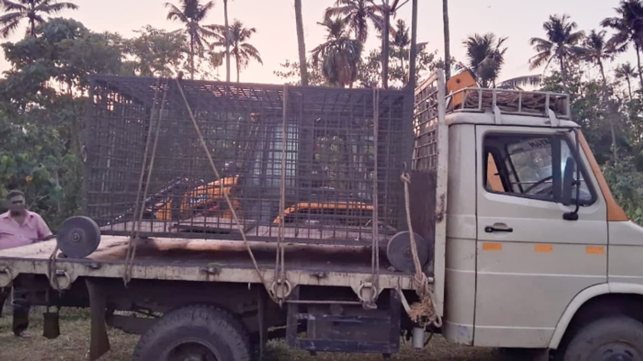 സിസിടിവി കാമറയിൽ വളർത്തുനായയെ പിടിക്കുന്ന ദൃശ്യം, അജ്ഞാത ജീവിയെ തിരിച്ചറിഞ്ഞത് വനംവകുപ്പ്, പുലിക്ക് കെണിയെത്തി സിസിടിവി കാമറയിൽ വളർത്തുനായയെ പിടിക്കുന്ന ദൃശ്യം, അജ്ഞാത ജീവിയെ തിരിച്ചറിഞ്ഞത് വനംവകുപ്പ്, പുലിക്ക് കെണിയെത്തി