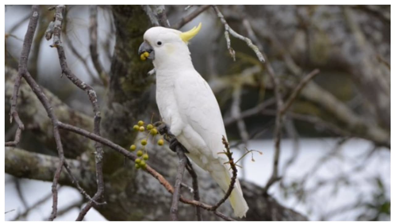 ഓസ്ട്രേലിയയില് പക്ഷികളുടെ കൂട്ടമരണം, ആശങ്ക; പക്ഷാഘാതമെന്ന് സംശയം പ്രകടിപ്പിച്ച് വിദഗ്ദര് ഓസ്ട്രേലിയയില് പക്ഷികളുടെ കൂട്ടമരണം, ആശങ്ക; പക്ഷാഘാതമെന്ന് സംശയം പ്രകടിപ്പിച്ച് വിദഗ്ദര്