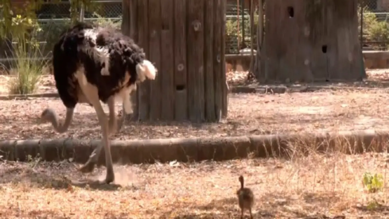 Rajasthan records first successful Ostrich breeding at Ramniwas Bagh Zoo