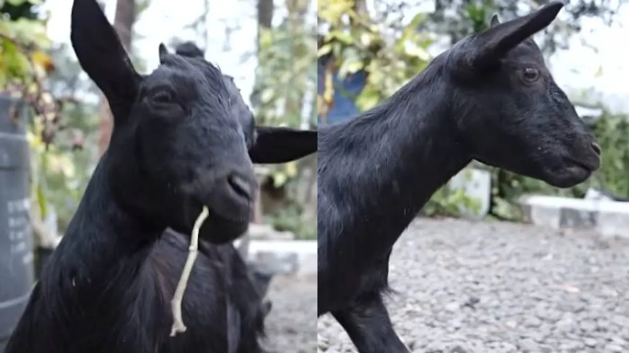 ಪ್ರಜಾಸೌಧ ನಿರ್ಮಾಣಕ್ಕೆ ಗುರುತಿಸಿದ್ದ ಸರ್ಕಾರಿ ಜಮೀನು ಒತ್ತುವರಿ ಮಾಡಿ ಮೇಕೆ ಶೆಡ್ಡು!