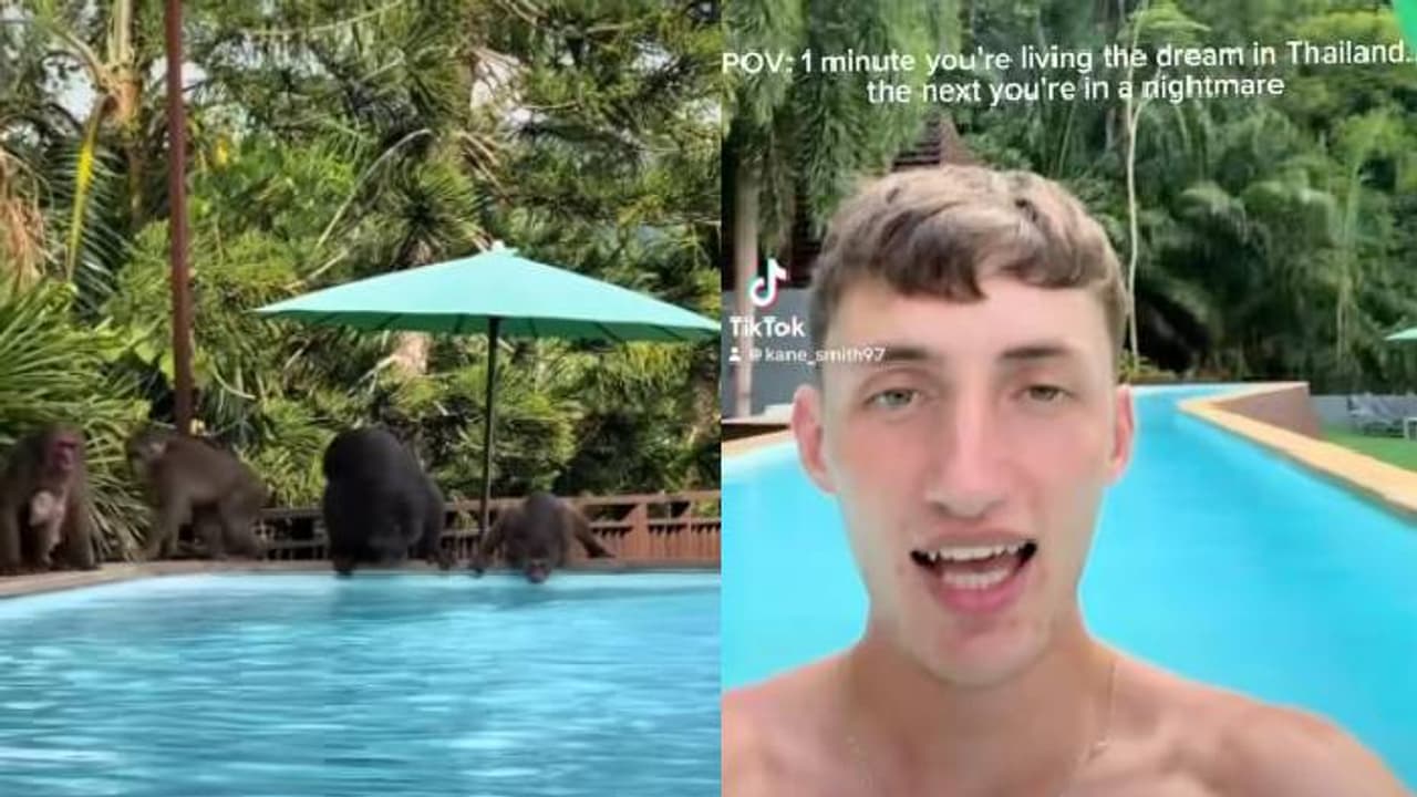 ഞെട്ടിക്കും ദൃശ്യങ്ങൾ; രക്ഷപ്പെടാൻ നെട്ടോട്ടം, പൂളിലിറങ്ങിയ യുവാവിനെ കൂട്ടത്തോടെ വളഞ്ഞ് കുരങ്ങന്മാർ ഞെട്ടിക്കും ദൃശ്യങ്ങൾ; രക്ഷപ്പെടാൻ നെട്ടോട്ടം, പൂളിലിറങ്ങിയ യുവാവിനെ കൂട്ടത്തോടെ വളഞ്ഞ് കുരങ്ങന്മാർ