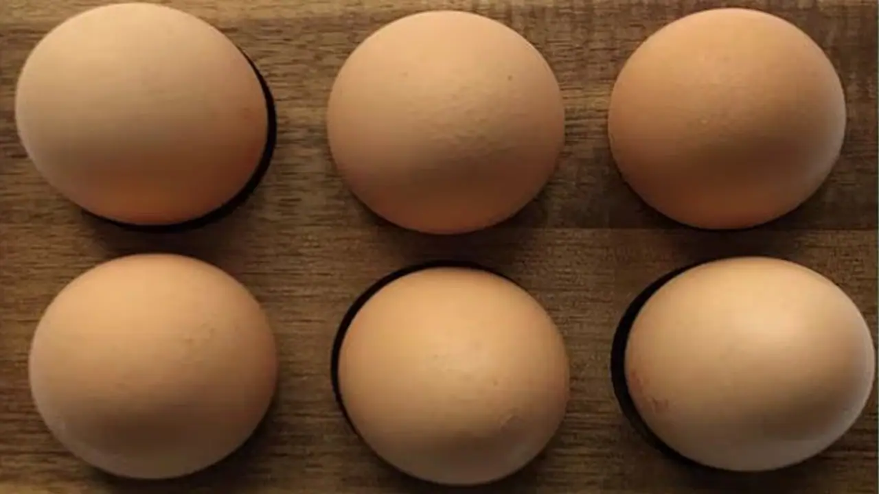 ವಿಶ್ವದ ಅಪರೂಪದ ಮೊಟ್ಟೆ 46,000 ರೂ.ಗೆ ಹರಾಜು! ಏನಿದರ ವಿಶೇಷ?