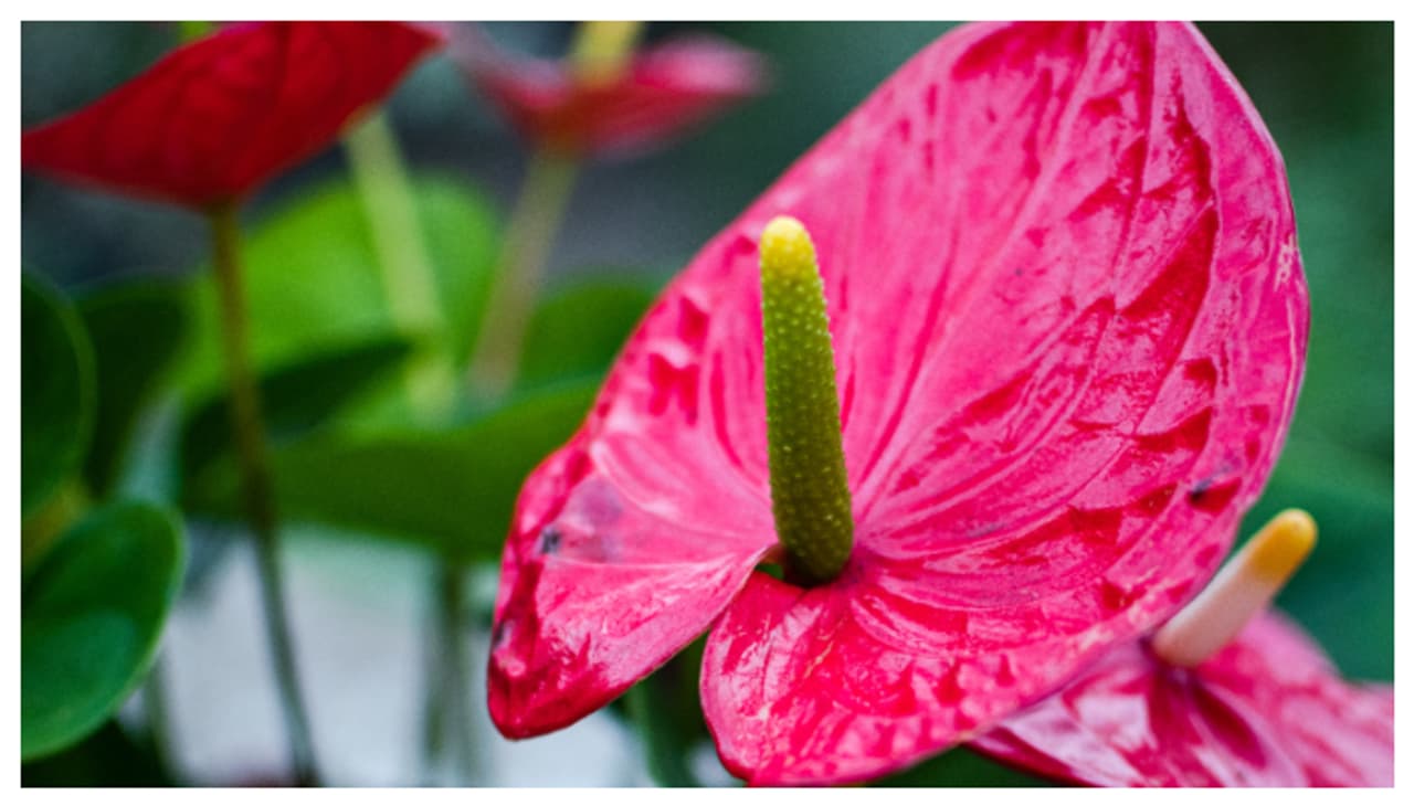 വീട്ടിൽ ആന്തൂറിയം ഉണ്ടോ? വളർത്തേണ്ടത് ഇങ്ങനെയാണ് 