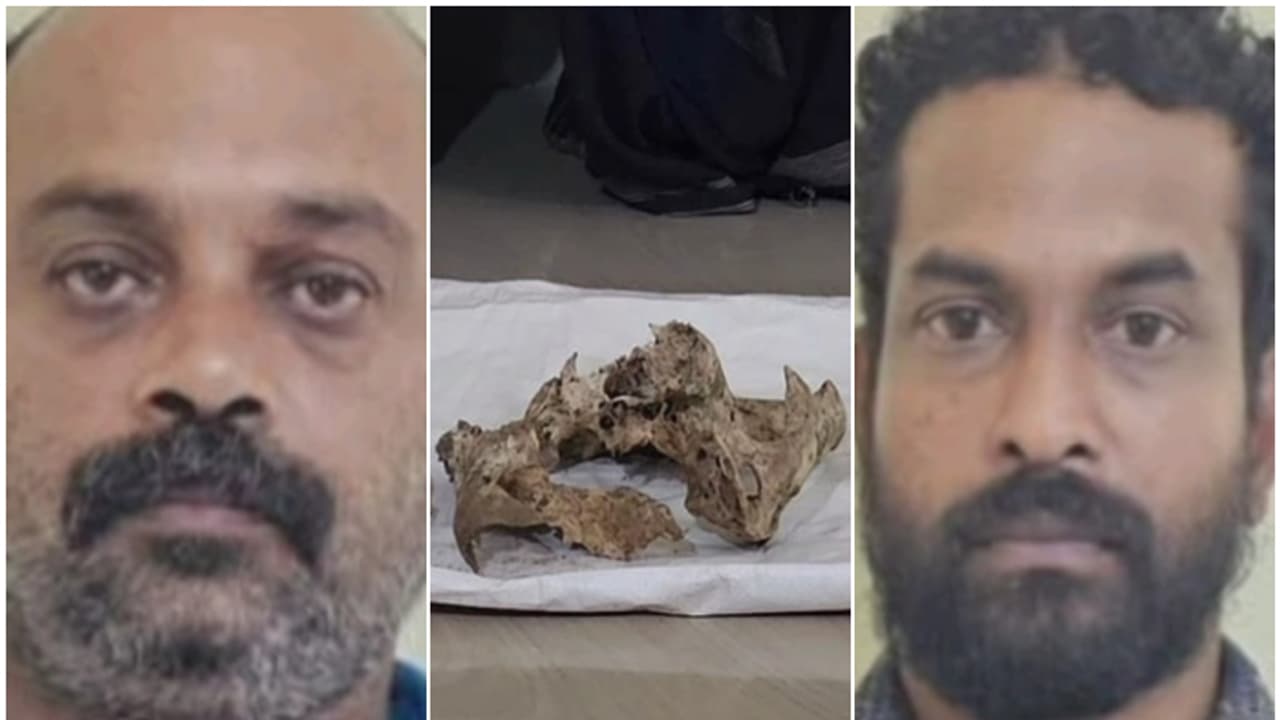 പാലക്കാട് കടുവയെ വെടിവച്ച് കൊന്ന ശേഷം ഇറച്ചിയും നഖങ്ങളുമെടുത്ത പ്രതികൾ, 2 മാസത്തിന് ശേഷം കീഴടങ്ങി