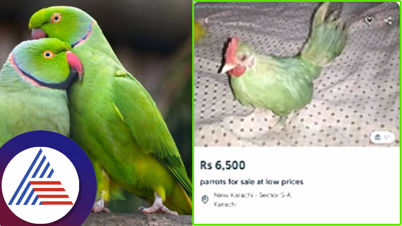 ಇದು ಕೋಳಿಯಲ್ಲ, ಕೊಕ್ಕೊಕ್ಕೋ ಎನ್ನೋ ಗಿಳಿ... ನಿಜಾರೀ... ಆನ್​ಲೈನ್​ನಲ್ಲೂ ಲಭ್ಯ! ಇಲ್ಲೇ ಟೆಸ್ಟ್​ ಮಾಡಿ ನೋಡಿ...