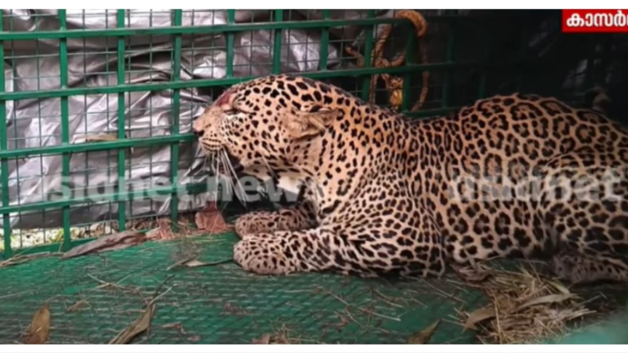 കൊളത്തൂരിൽ റബർതോട്ടത്തിൽ വനംവകുപ്പ് സ്ഥാപിച്ച കൂട്ടിൽ വീണ്ടും പുലി കുടുങ്ങി കൊളത്തൂരിൽ റബർതോട്ടത്തിൽ വനംവകുപ്പ് സ്ഥാപിച്ച കൂട്ടിൽ വീണ്ടും പുലി കുടുങ്ങി