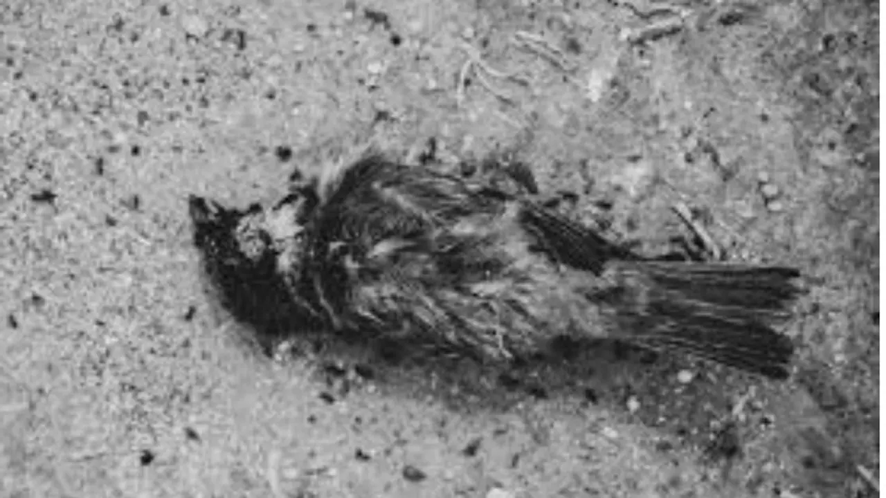 ಈ ಸ್ಥಳದಲ್ಲಿ ಪ್ರತಿ ವರ್ಷ ಆತ್ಮಹತ್ಯೆ ಮಾಡಿಕೊಳ್ಳುತ್ವೆ ಸಾವಿರಾರು ಪಕ್ಷಿಗಳು !