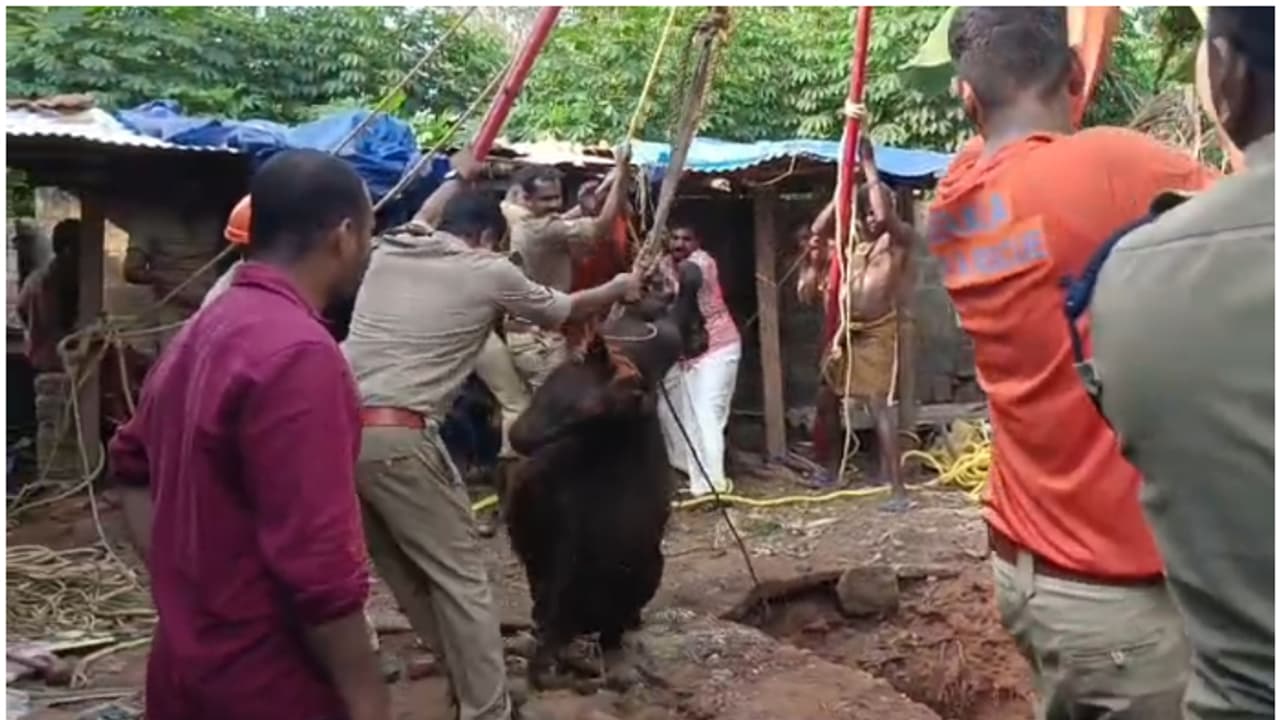 ട്രൈപോഡെത്തിച്ചു, 60 അടി താഴ്ചയിലേക്ക് ഓക്സിജൻ സിലണ്ടറുമായിറങ്ങി; കിണറ്റിൽ വീണ എരുമയുടെ ജീവൻ രക്ഷിക്കാനായില്ല ട്രൈപോഡെത്തിച്ചു, 60 അടി താഴ്ചയിലേക്ക് ഓക്സിജൻ സിലണ്ടറുമായിറങ്ങി; കിണറ്റിൽ വീണ എരുമയുടെ ജീവൻ രക്ഷിക്കാനായില്ല