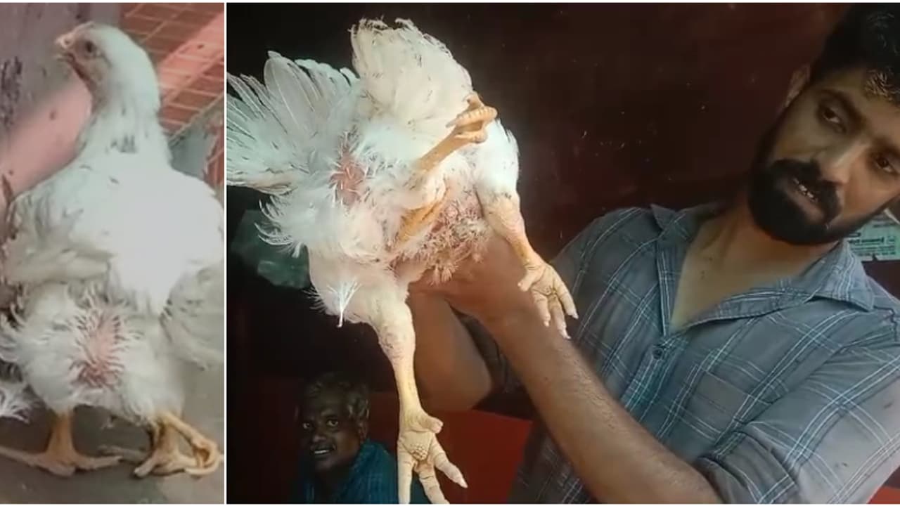 വിൽപ്പനക്കെത്തിയ കോഴിക്ക് നാല് കാൽ! അത്ഭുതകോഴിയെ കാണാനും വാങ്ങാനും വൻ തിരക്ക്, പക്ഷേ വിൽക്കില്ല