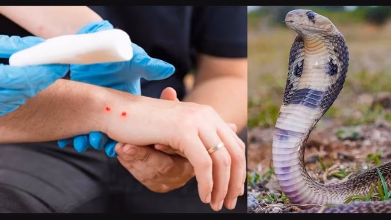 ಬೇಸಿಗೆಯಲ್ಲಿ ಹಾವು ಕಡಿತ ಹೆಚ್ಚಳ; ಹಾವು ಕಚ್ಚಿದಾಗ ಕೈಗೊಳ್ಳುವ ಮುಂಜಾಗ್ರತೆ ಮಾರ್ಗಸೂಚಿ ಬಿಡುಗಡೆ!