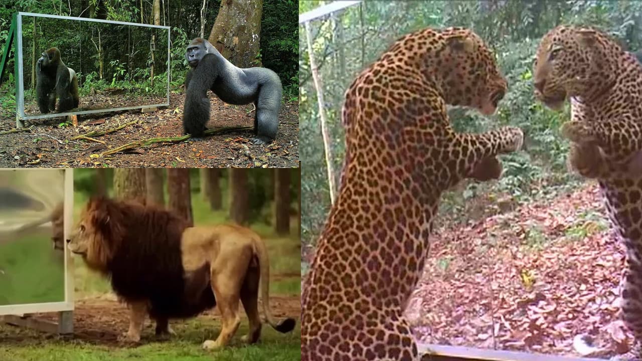 ಮೊದಲ ಬಾರಿ ಕನ್ನಡಿ ಇಟ್ಟಾಗ ಪ್ರಾಣಿಗಳು ಮಾಡಿದ್ದೇನು? ಕನ್ನಡಿ ತೆಗೆದಾಗ ಆಗಿದ್ದೇ ಬೇರೆ! ಕುತೂಹಲದ ವಿಡಿಯೋ ವೈರಲ್​