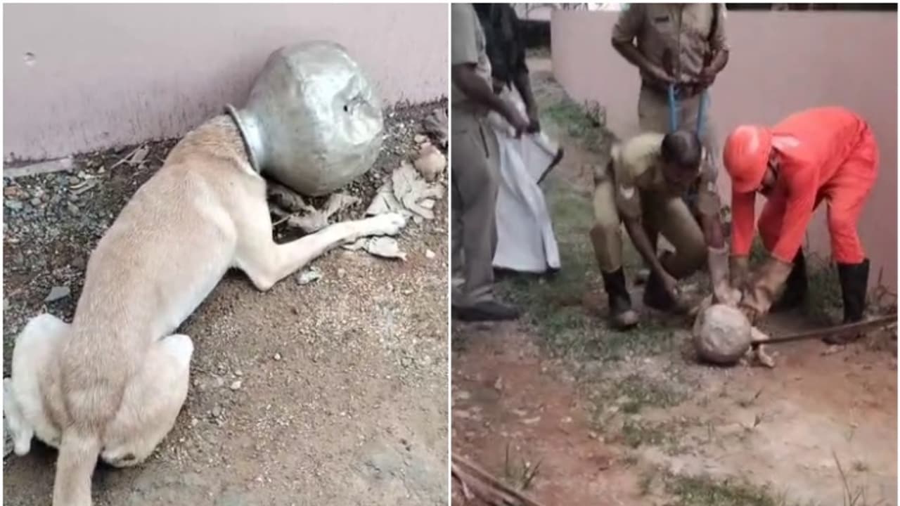 അലൂമിനിയം കുടത്തിൽ തല കുടുങ്ങി പരക്കംപാഞ്ഞ് നായ, നാട്ടുകാർ ശ്രമിച്ചിട്ട് ഒരു രക്ഷയുമില്ല; ഒടുവിൽ ഫയർഫോഴ്സെത്തി