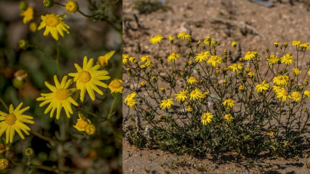സൗദിയിൽ മഞ്ഞപ്പരവതാനി വിരിച്ച് സാംലൂക്ക് പൂക്കൾ പൂത്തുലഞ്ഞു സൗദിയിൽ മഞ്ഞപ്പരവതാനി വിരിച്ച് സാംലൂക്ക് പൂക്കൾ പൂത്തുലഞ്ഞു