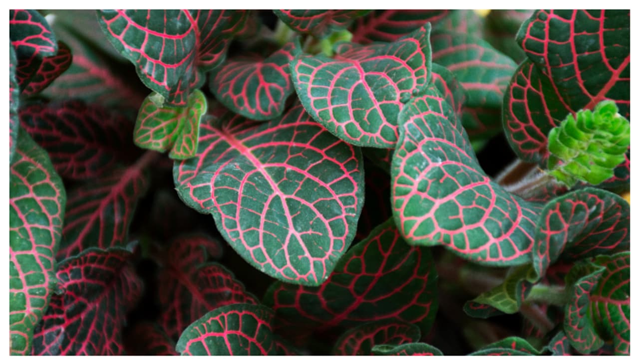 പൂക്കളില്ലാതെയും പൂന്തോട്ടം വളർത്താം; ഫിറ്റോണിയ മാത്രം മതി പൂക്കളില്ലാതെയും പൂന്തോട്ടം വളർത്താം; ഫിറ്റോണിയ മാത്രം മതി