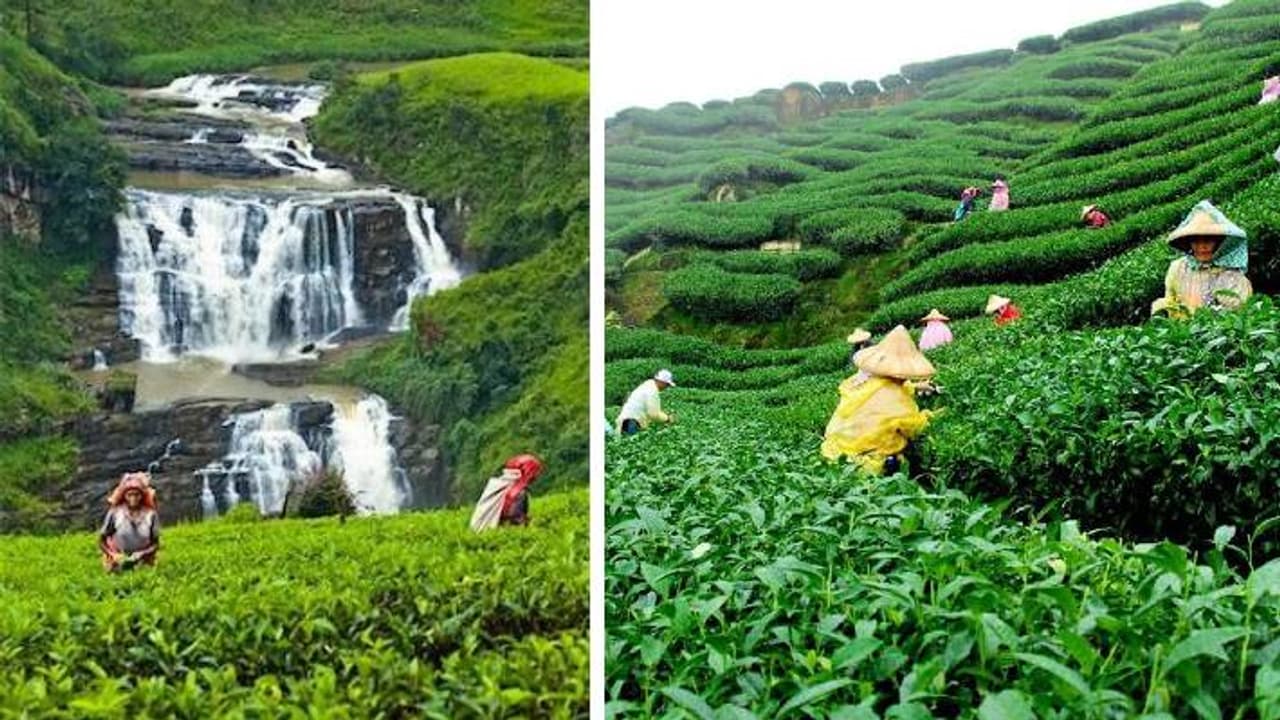 visit assams tea gardens visit assams tea gardens