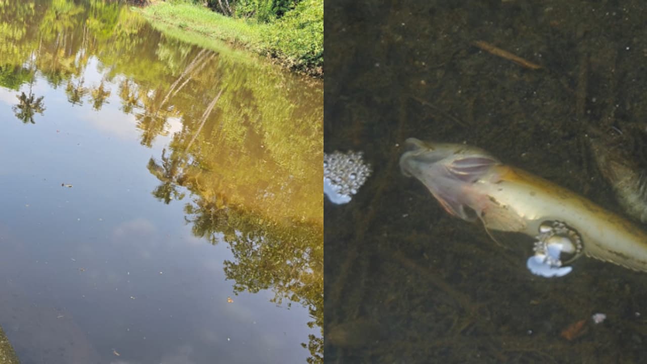 കുറച്ച് ദിവസമായി മണലി പുഴയ്ക്ക് നിറമാറ്റം, മീനുകൾ ചത്തുപൊന്തുന്നു, കാരണം അജ്ഞാതം, പരിശോധന വേണമെന്ന് നാട്ടുകാർ