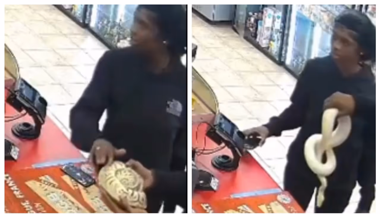 യുഎസില് പെരുമ്പാമ്പിനെ ഉപയോഗിച്ച് മോഷണ ശ്രമം; വീഡിയോ കണ്ട് അമ്പരന്ന് സോഷ്യല് മീഡിയ യുഎസില് പെരുമ്പാമ്പിനെ ഉപയോഗിച്ച് മോഷണ ശ്രമം; വീഡിയോ കണ്ട് അമ്പരന്ന് സോഷ്യല് മീഡിയ