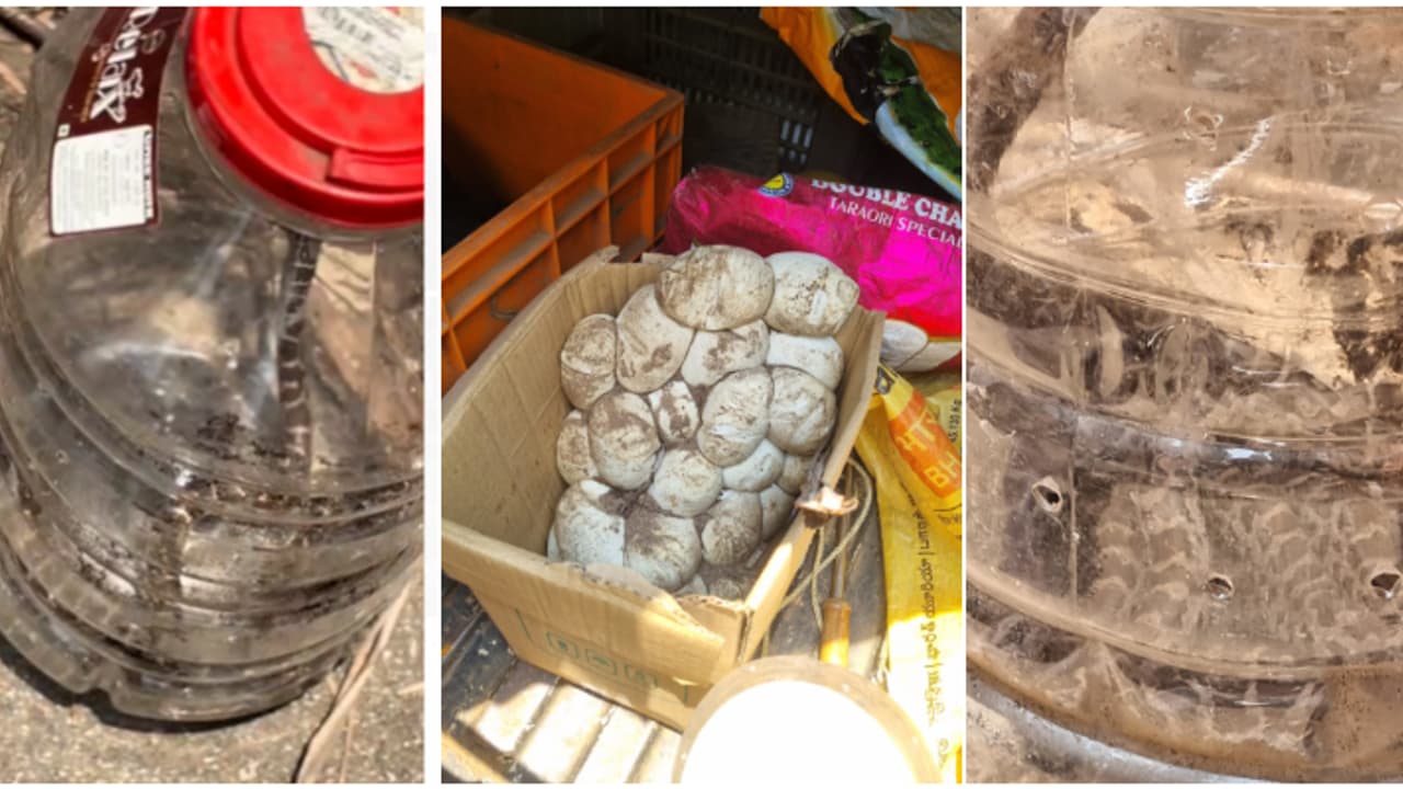 കൊടുമണ്ണിൽ ഷെഡ്ഡിൽ നിന്ന് 2 പെരുമ്പാമ്പിനെയും കുഞ്ഞുങ്ങളെയും കണ്ടെത്തി; തകർന്ന ഷെഡ്ഡിൽ കുഞ്ഞുങ്ങളും മുട്ടകളും