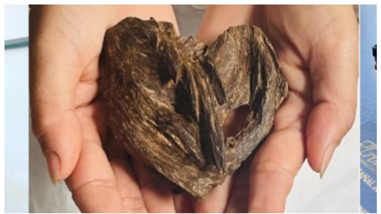 10 ഗ്രാം മരക്കഷ്ണത്തിന്റെ വില ഒരു കിലോ സ്വര്ണ്ണത്തിന്റെ വിലയ്ക്ക് തുല്യം! അറിയുമോ അതേത് മരമാണെന്ന്? 10 ഗ്രാം മരക്കഷ്ണത്തിന്റെ വില ഒരു കിലോ സ്വര്ണ്ണത്തിന്റെ വിലയ്ക്ക് തുല്യം! അറിയുമോ അതേത് മരമാണെന്ന്?