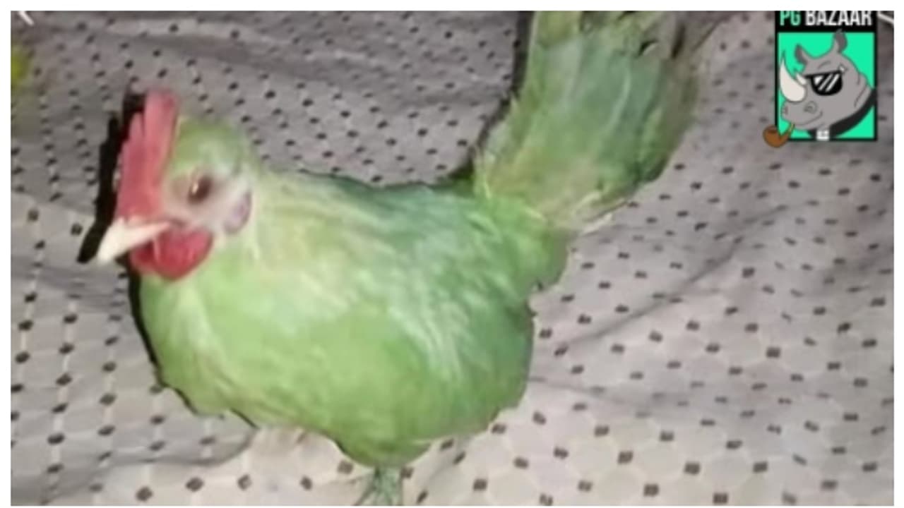 പച്ച നിറമടിച്ച കോഴി, തത്തയാണെന്ന് പറഞ്ഞ് ഓണ്‍ലൈനില്‍ വില്പനയ്ക്ക്; പാകിസ്ഥാനില്‍ നിന്നും പുതിയ തട്ടിപ്പ് 