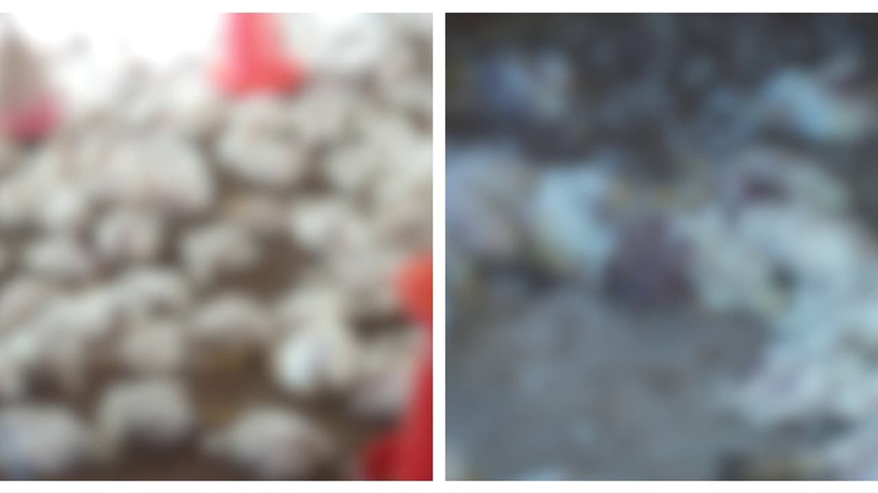 രാജാക്കാട് അജ്ഞാത ജീവി ആക്രമണം; 35 ദിവസം പ്രായമുള്ള 1000ത്തിലേറെ കോഴികൾ ചത്തു, 5 ലക്ഷം രൂപ നഷ്ടമെന്ന് ഫാം ഉടമ