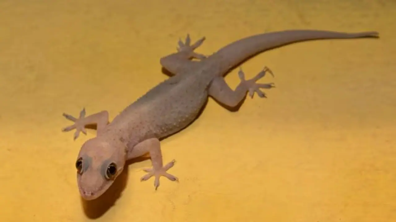 ಮನೆಯಲ್ಲಿ ಹಲ್ಲಿಗಳ ಕಾಟ ಜಾಸ್ತಿ ಇದೆಯಾ? ಇಷ್ಟು ಮಾಡಿ ಒಂದೇ ಒಂದು ಹಲ್ಲಿ ಅಲ್ಲಿರೋಲ್ಲ!