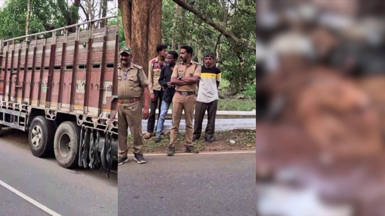 കാട്ടിനുള്ളിൽ ലോറി, സംശയം തോന്നിയ വനംവകുപ്പ് സ്ഥലത്തെത്തി, ചത്ത ആടുകളെ കാട്ടിലെറിഞ്ഞ സംഘം പിടിയിൽ