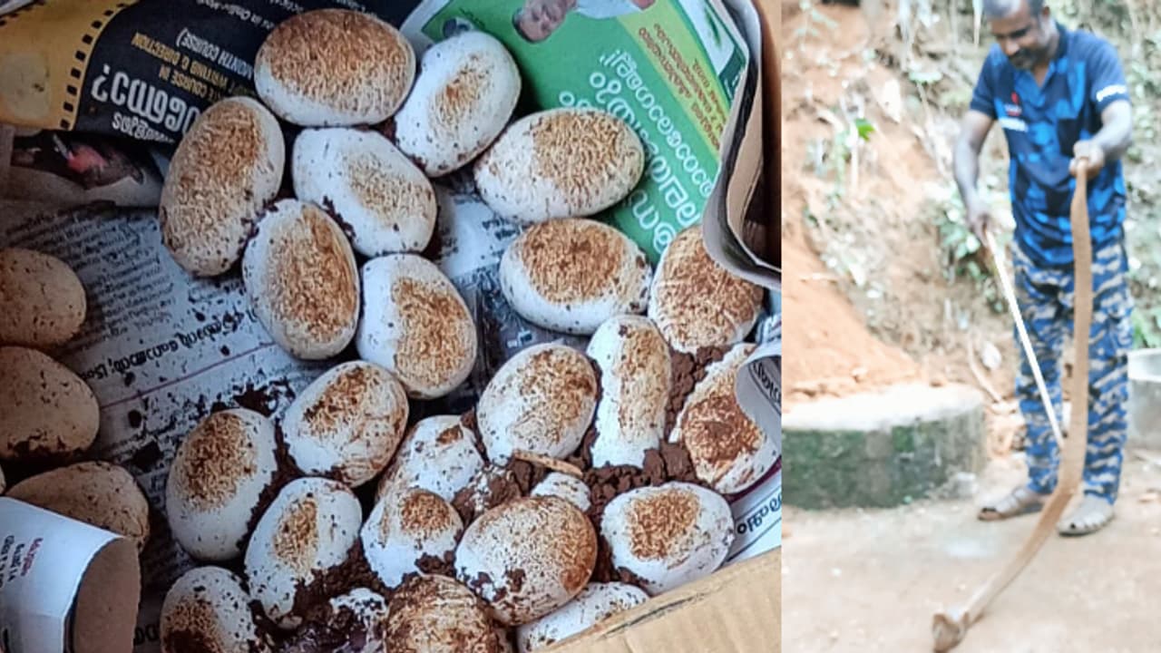 കയ്യാലയിലേക്ക് നോക്കി കുര നിർത്താതെ വളർത്തുനായ, കോട്ടയത്ത് പിടിയിലായത് 8 അടിമൂർഖനും 31മുട്ടകളും കയ്യാലയിലേക്ക് നോക്കി കുര നിർത്താതെ വളർത്തുനായ, കോട്ടയത്ത് പിടിയിലായത് 8 അടിമൂർഖനും 31മുട്ടകളും