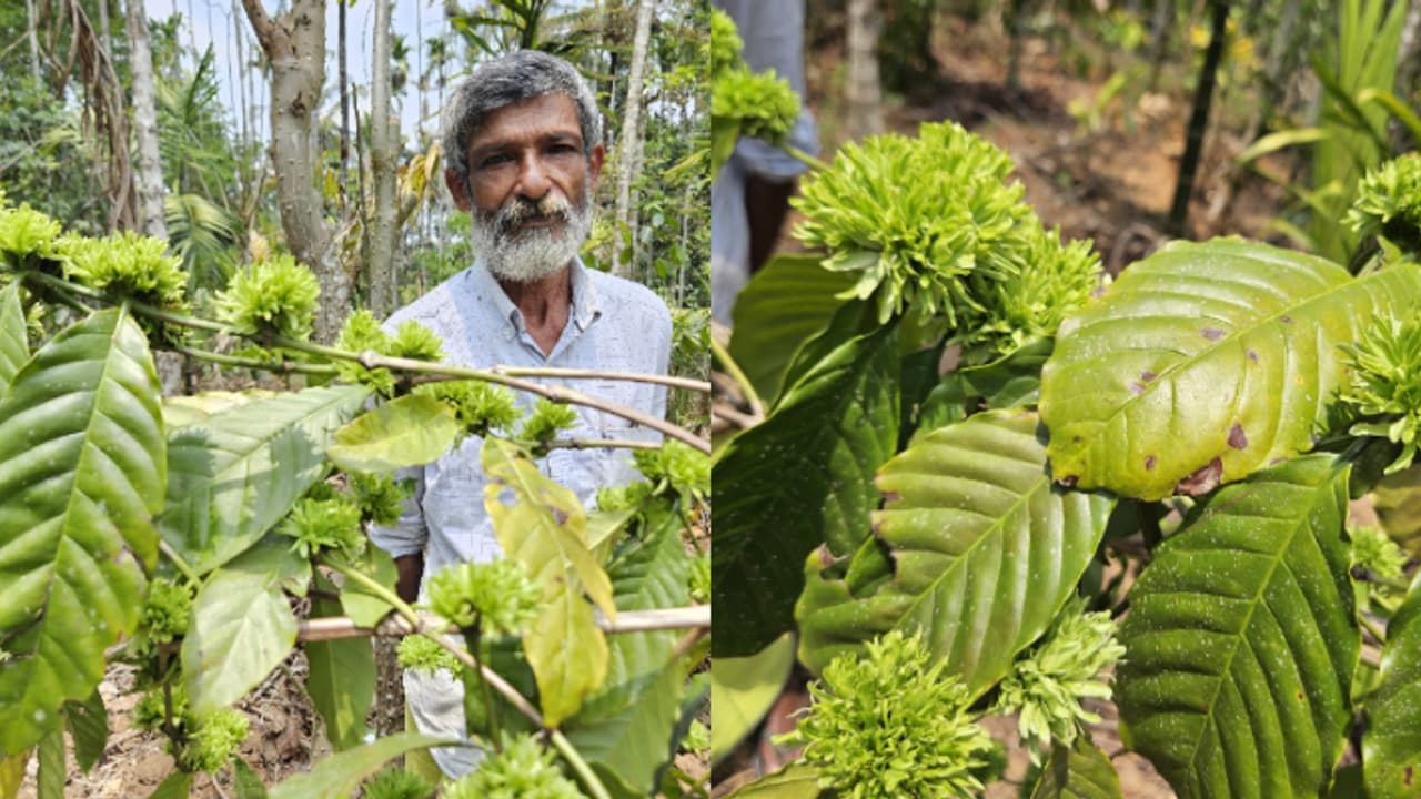 കഴിഞ്ഞ വർഷം റോബസ്റ്റ പൂവിട്ടത് വെള്ളനിറത്തിൽ, ഇക്കൊല്ലം കളറൊന്ന് മാറി, പച്ച പൂവുമായി കാപ്പിച്ചെടി കഴിഞ്ഞ വർഷം റോബസ്റ്റ പൂവിട്ടത് വെള്ളനിറത്തിൽ, ഇക്കൊല്ലം കളറൊന്ന് മാറി, പച്ച പൂവുമായി കാപ്പിച്ചെടി