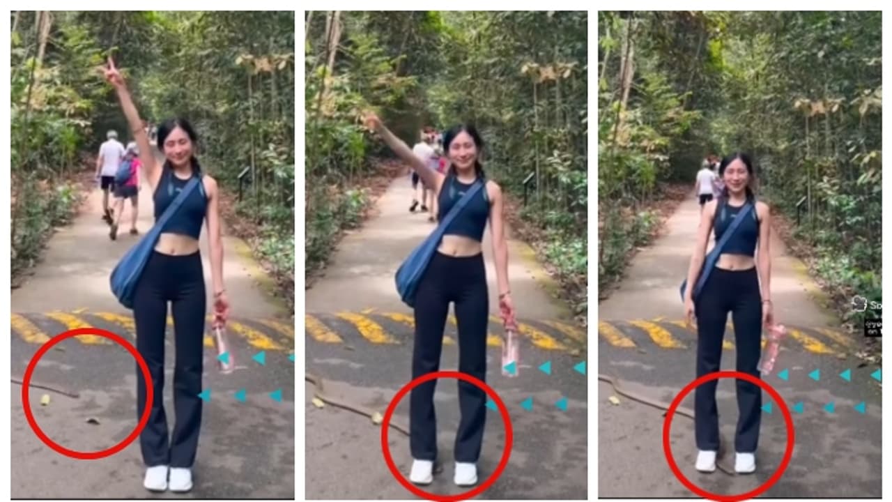 ഫോട്ടോയ്ക്ക് പോസ് ചെയ്യുന്നതിനിടെ യുവതിയുടെ കാലിന് അടുത്ത് എട്ടടി നീളമുള്ള മൂര്ഖൻ; വീഡിയോ വൈറൽ ഫോട്ടോയ്ക്ക് പോസ് ചെയ്യുന്നതിനിടെ യുവതിയുടെ കാലിന് അടുത്ത് എട്ടടി നീളമുള്ള മൂര്ഖൻ; വീഡിയോ വൈറൽ