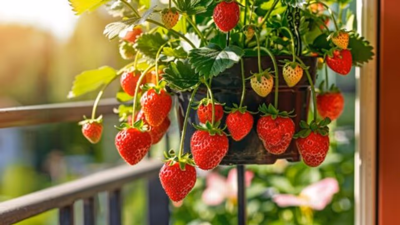 Growing strawberries at home