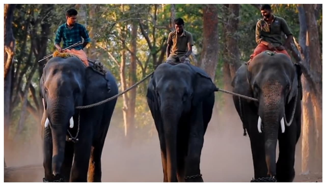 കേരളത്തിന്‍റെ സ്വന്തം 'കുംങ്കി'യാനകൾ; മുത്തങ്ങ ആന പരിശീലനകേന്ദ്രത്തെ കുറിച്ചുള്ള ഡോക്യമെന്‍ററി ശ്രദ്ധ നേടുന്ന