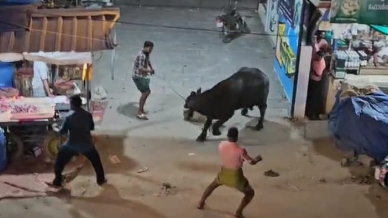 ആലപ്പുഴയിൽ ഇറച്ചിക്കടയിലെത്തിച്ച പോത്ത് വിരണ്ടോടി; നിരവധി ഇരുചക്ര വാഹനങ്ങൾ തകർത്തു, ചിതറിയോടി നാട്ടുകാർ 