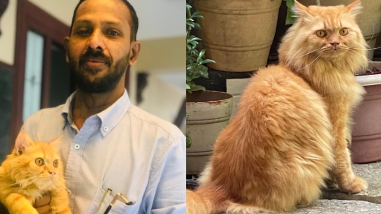 ഉപ്പ സമ്മാനിച്ച 'സിംബ'ക്കായി തിരച്ചില്‍ തുടരുന്നു; റഷ്യന്‍ പൂച്ചയെ തിരികെ ലഭിക്കാന്‍ സഹായം തേടി റിഫയും റിഷയും