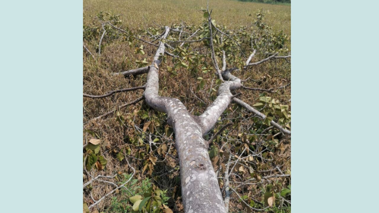 കൊയ്ത്തിന് തയ്യാറായ പാടത്തേക്ക് ആഞ്ഞിലി മരം കടപുഴകിവീണ് കൃഷിനാശം കൊയ്ത്തിന് തയ്യാറായ പാടത്തേക്ക് ആഞ്ഞിലി മരം കടപുഴകിവീണ് കൃഷിനാശം