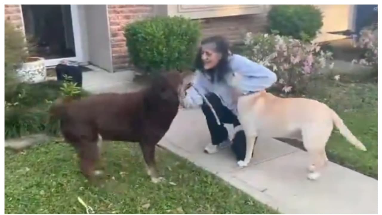 'എക്കാലത്തെയും മികച്ച തിരിച്ചുവരവ്'; വീട്ടിലെത്തിയ സുനിതാ വില്യംസ് തന്റെ അരുമകളായ ലാബുകളുമൊത്ത്, വീഡിയോ വൈറൽ 'എക്കാലത്തെയും മികച്ച തിരിച്ചുവരവ്'; വീട്ടിലെത്തിയ സുനിതാ വില്യംസ് തന്റെ അരുമകളായ ലാബുകളുമൊത്ത്, വീഡിയോ വൈറൽ