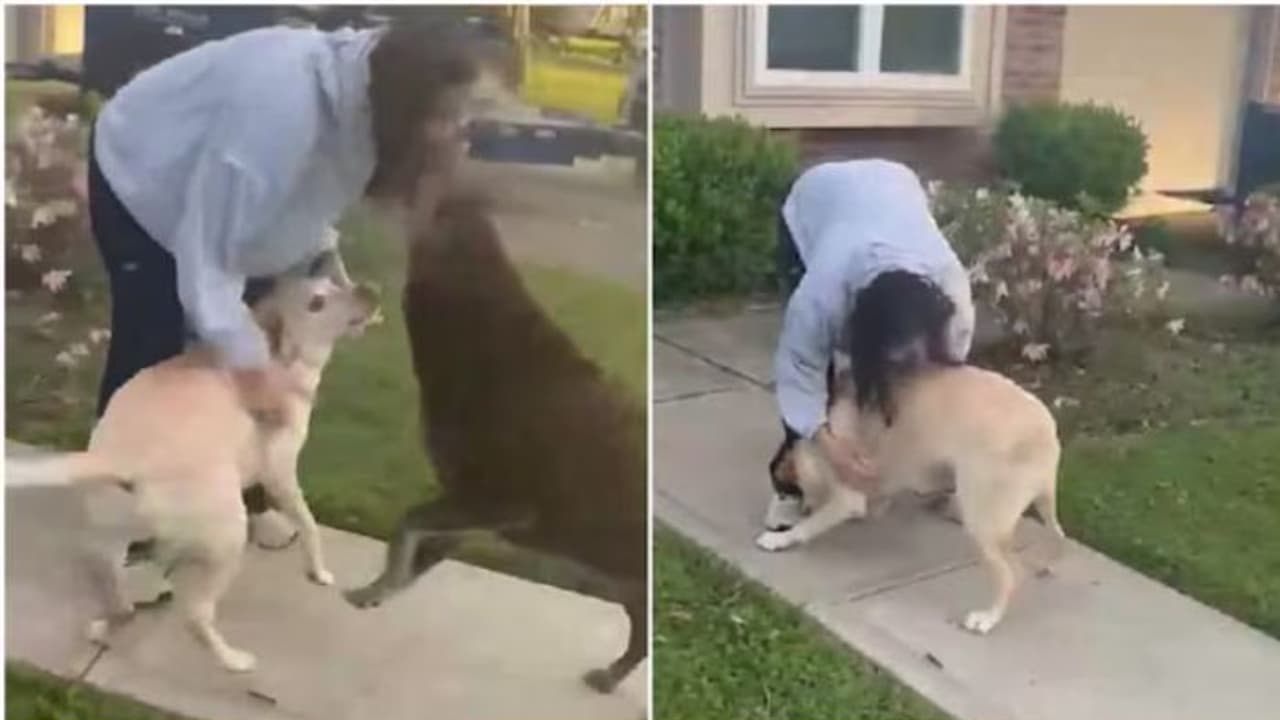 'Best Homecoming Ever' ಸುನೀತಾ ವಿಲಿಯಮ್ಸ್‌ಗೆ ಪ್ರೀತಿಯ ಸ್ವಾಗತ ನೀಡಿದ ಮುದ್ದಿನ ನಾಯಿಗಳು!