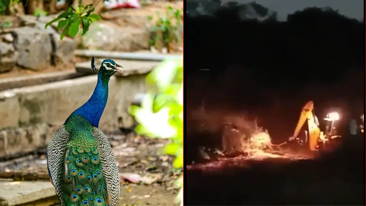 HCU protests: Telangana HC halts excavation as video of peacocks howling continues to stir outrage (WATCH)