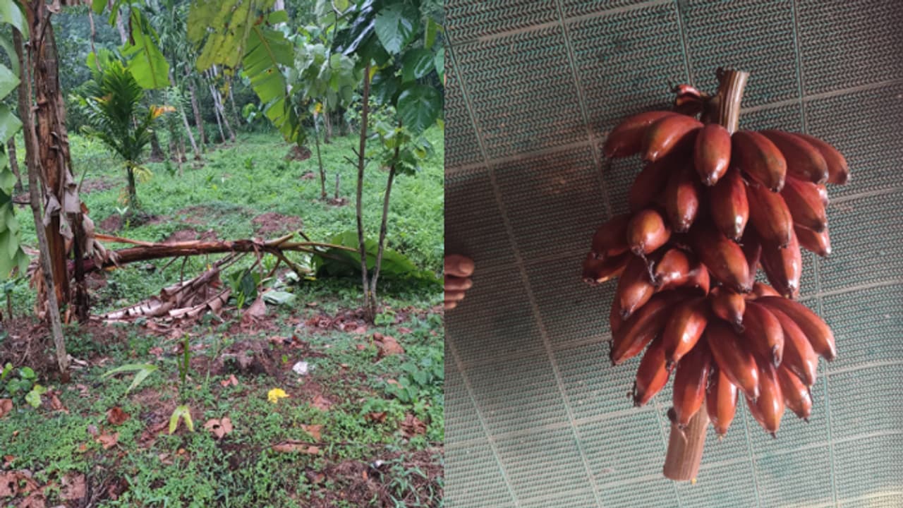 വന്നത് സ്കൂട്ടറിൽ, ഹെൽമറ്റ് ഊരാതെ പറമ്പിലെത്തി, പക്ഷേ പണി പാളി; നിലവിളി കേട്ടതോടെ വാഴക്കുല കള്ളൻ ഓടി തടിതപ്പി