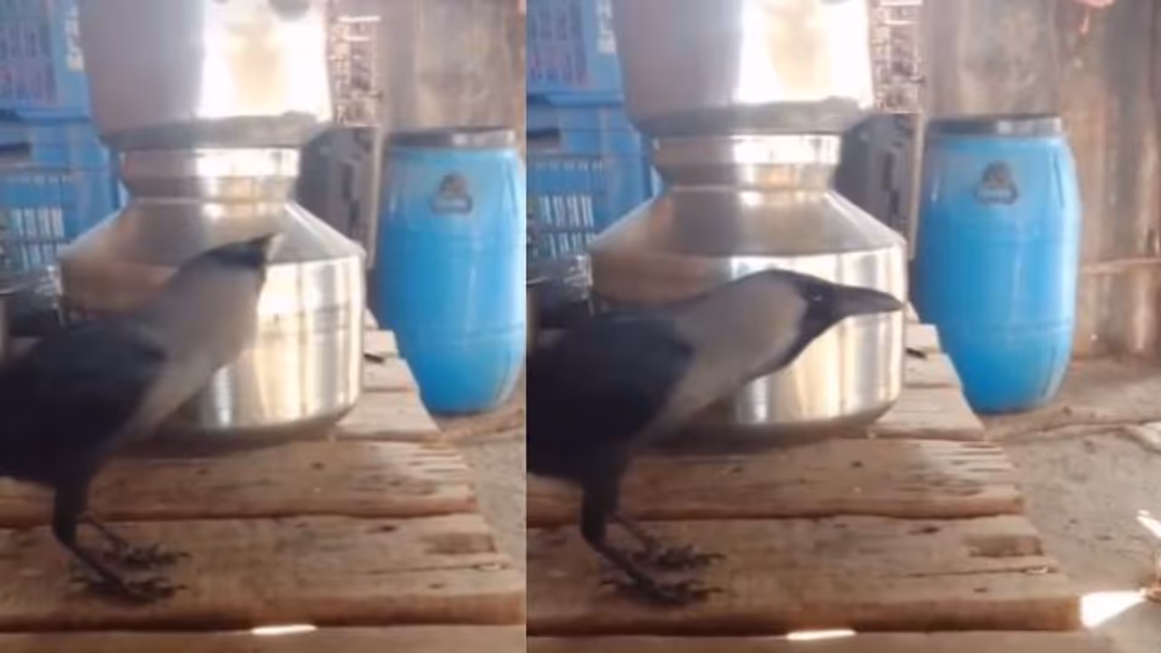 ശ്ശെടാ, ഇത് ശരിക്കും കാക്ക തന്നെയാണോ അതോ വല്ല തത്തയുമാണോ? മനുഷ്യരെപ്പോലെ സംസാരം, വൈറലായി വീഡിയോ 