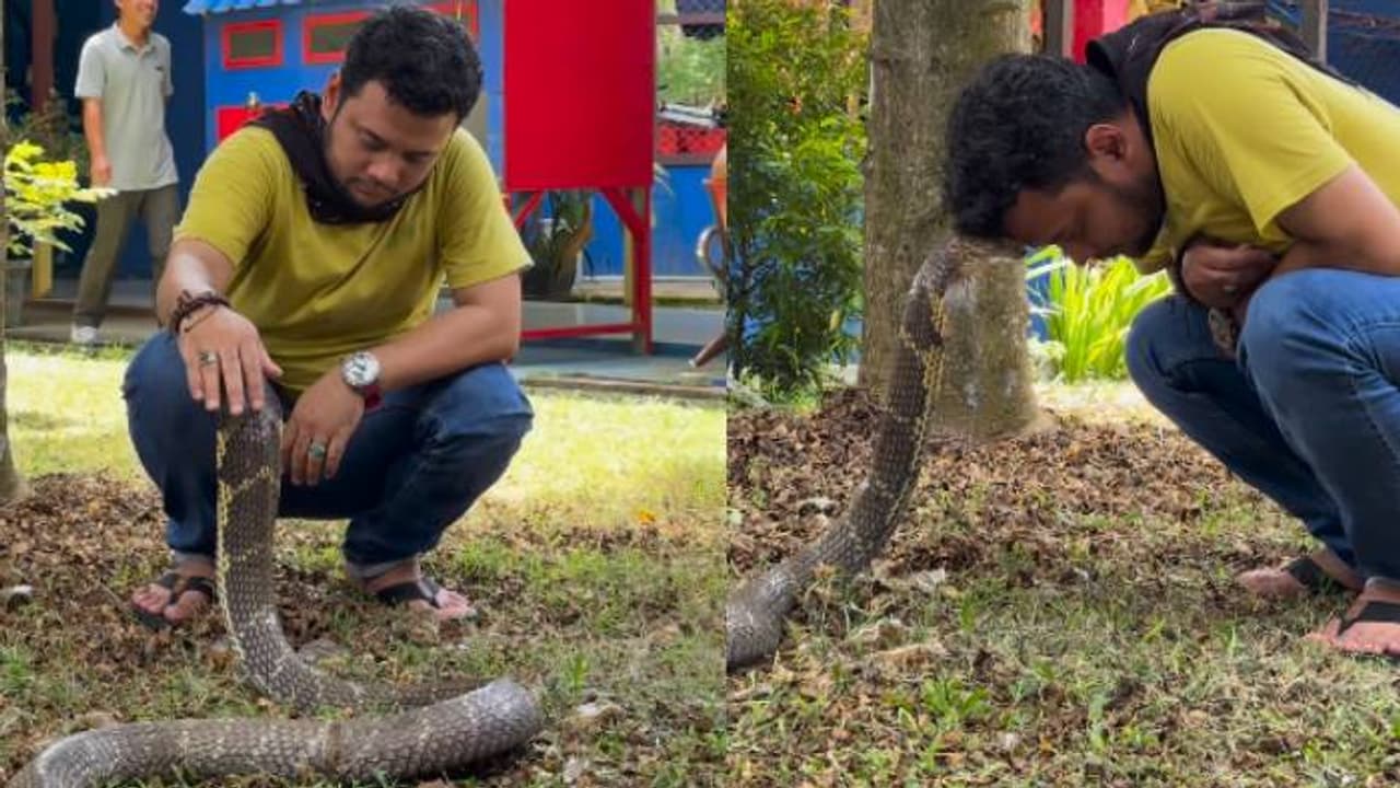 ശരിക്കും നീയൊരു മൂർഖൻ തന്നെടേ? അമ്പരപ്പൊഴിയാതെ ആളുകൾ, തലയിൽ കൈവച്ച് താലോലിച്ച് യുവാവ് 