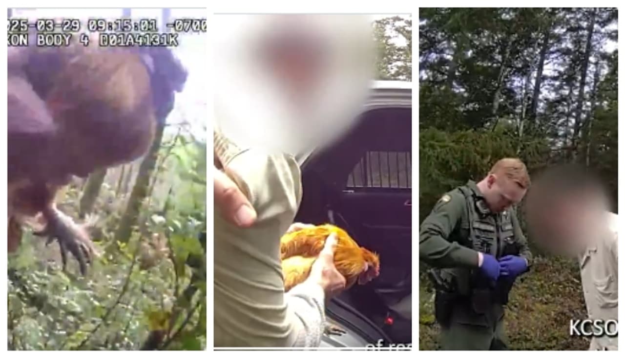 'കോഴിക്കള്ളന്‍'; യുവതിയുടെ കോഴിയെ മോഷ്ടിച്ച മുൻകാമുകനെ തോക്ക് ചൂണ്ടി അറസ്റ്റ് ചെയ്ത് പോലീസ്; വീഡിയോ വൈറൽ