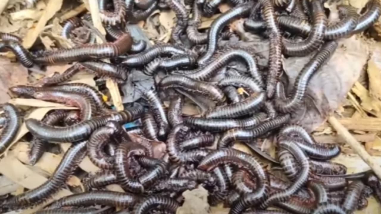 ഒന്നല്ല രണ്ടല്ല നൂറു കണക്കിന്, വീടിനുള്ളിലും പറമ്പിലും പാടത്തുമെല്ലാം തേരട്ടകൾ; ദുരിതത്തിലായി ചെറുപുഴക്കാർ ഒന്നല്ല രണ്ടല്ല നൂറു കണക്കിന്, വീടിനുള്ളിലും പറമ്പിലും പാടത്തുമെല്ലാം തേരട്ടകൾ; ദുരിതത്തിലായി ചെറുപുഴക്കാർ