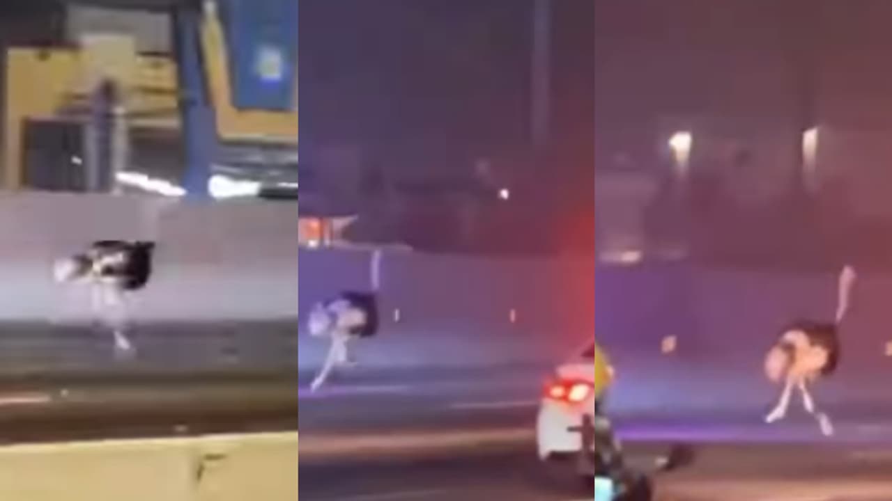 വണ്ടിയേക്കാൾ വേഗത്തിൽ ഒട്ടകപ്പക്ഷി, കൂടെയോടി സൗദി പോലീസ്, റിസർവിൽ നിന്നും രക്ഷപ്പെട്ട ഒട്ടകപ്പക്ഷിയെ പിടികൂടി വണ്ടിയേക്കാൾ വേഗത്തിൽ ഒട്ടകപ്പക്ഷി, കൂടെയോടി സൗദി പോലീസ്, റിസർവിൽ നിന്നും രക്ഷപ്പെട്ട ഒട്ടകപ്പക്ഷിയെ പിടികൂടി