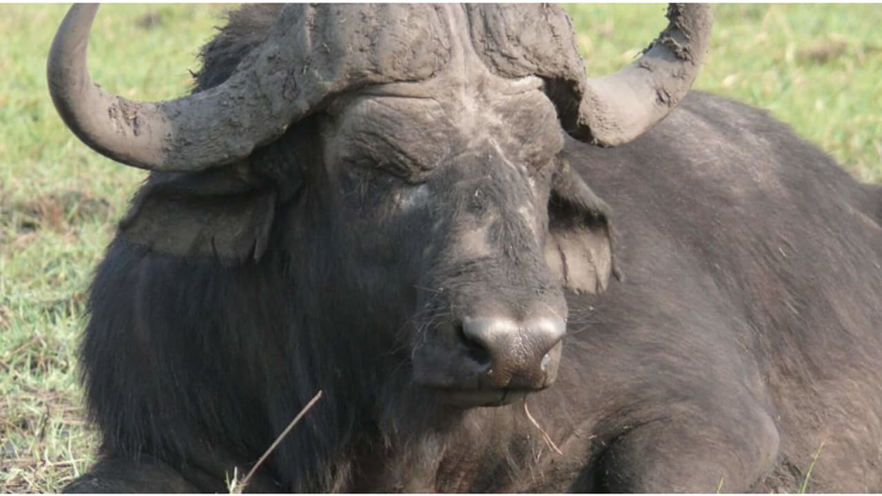 തീറ്റ കൊടുക്കുന്നതിനിടെ പോത്ത് കുത്തി; എറണാകുളത്ത് ഗൃഹനാഥൻ മരിച്ചു തീറ്റ കൊടുക്കുന്നതിനിടെ പോത്ത് കുത്തി; എറണാകുളത്ത് ഗൃഹനാഥൻ മരിച്ചു