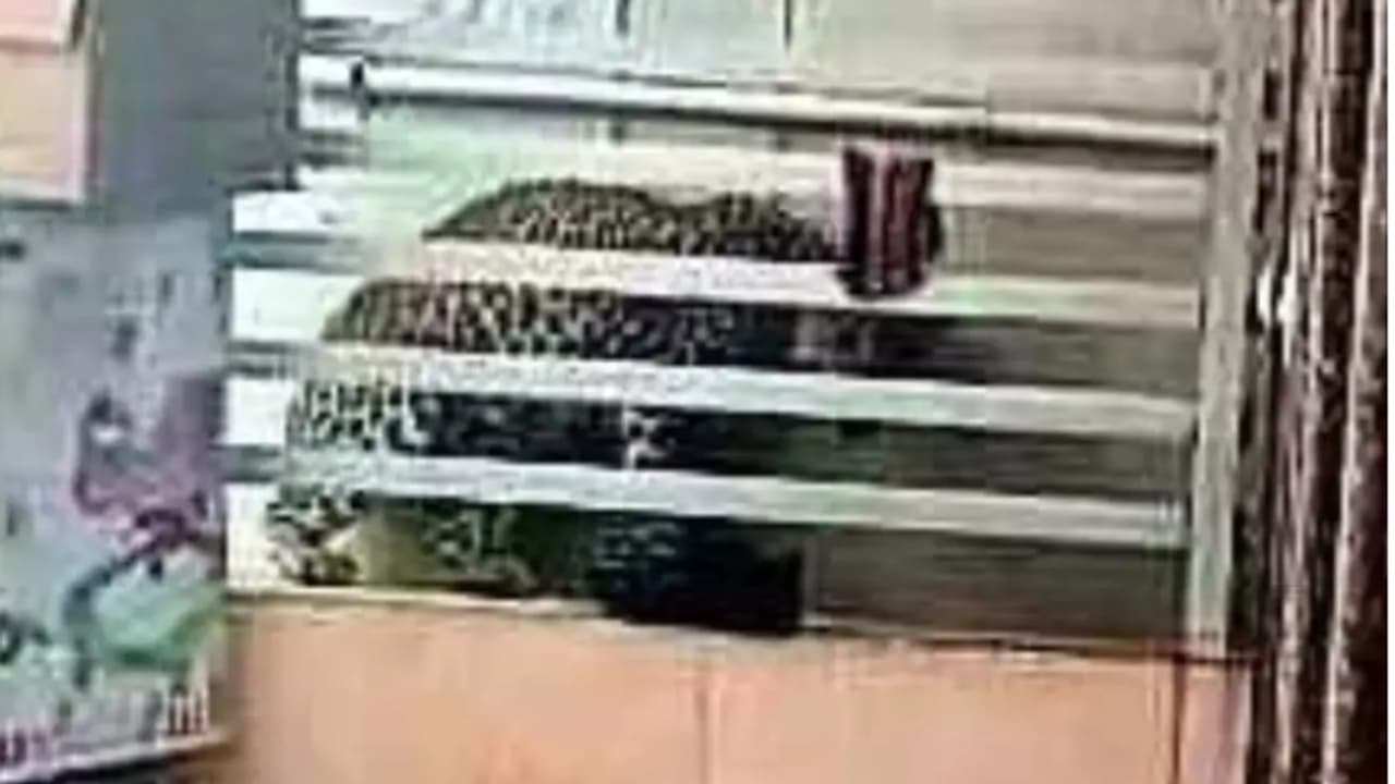 കാപ്പി കുടിച്ചുകൊണ്ടിരുന്നപ്പോൾ വീട്ടിലേക്ക് കയറിവന്നത് പുലി; വാതിലടച്ചു, പിന്നെ കണ്ടുപിടിച്ചത് വീഡിയോ കോൾ വഴി കാപ്പി കുടിച്ചുകൊണ്ടിരുന്നപ്പോൾ വീട്ടിലേക്ക് കയറിവന്നത് പുലി; വാതിലടച്ചു, പിന്നെ കണ്ടുപിടിച്ചത് വീഡിയോ കോൾ വഴി