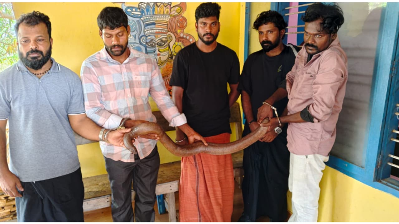 ഒരേ സംഘം, 3 പേർ തൃക്കരിപ്പൂർ സ്വദേശികൾ, 2 പേർ ആന്ധ്ര സ്വദേശികളും; കണ്ണൂരിൽ 5 പേരും ഇരുതലമൂരിയുമായി പിടിയിലായി ഒരേ സംഘം, 3 പേർ തൃക്കരിപ്പൂർ സ്വദേശികൾ, 2 പേർ ആന്ധ്ര സ്വദേശികളും; കണ്ണൂരിൽ 5 പേരും ഇരുതലമൂരിയുമായി പിടിയിലായി