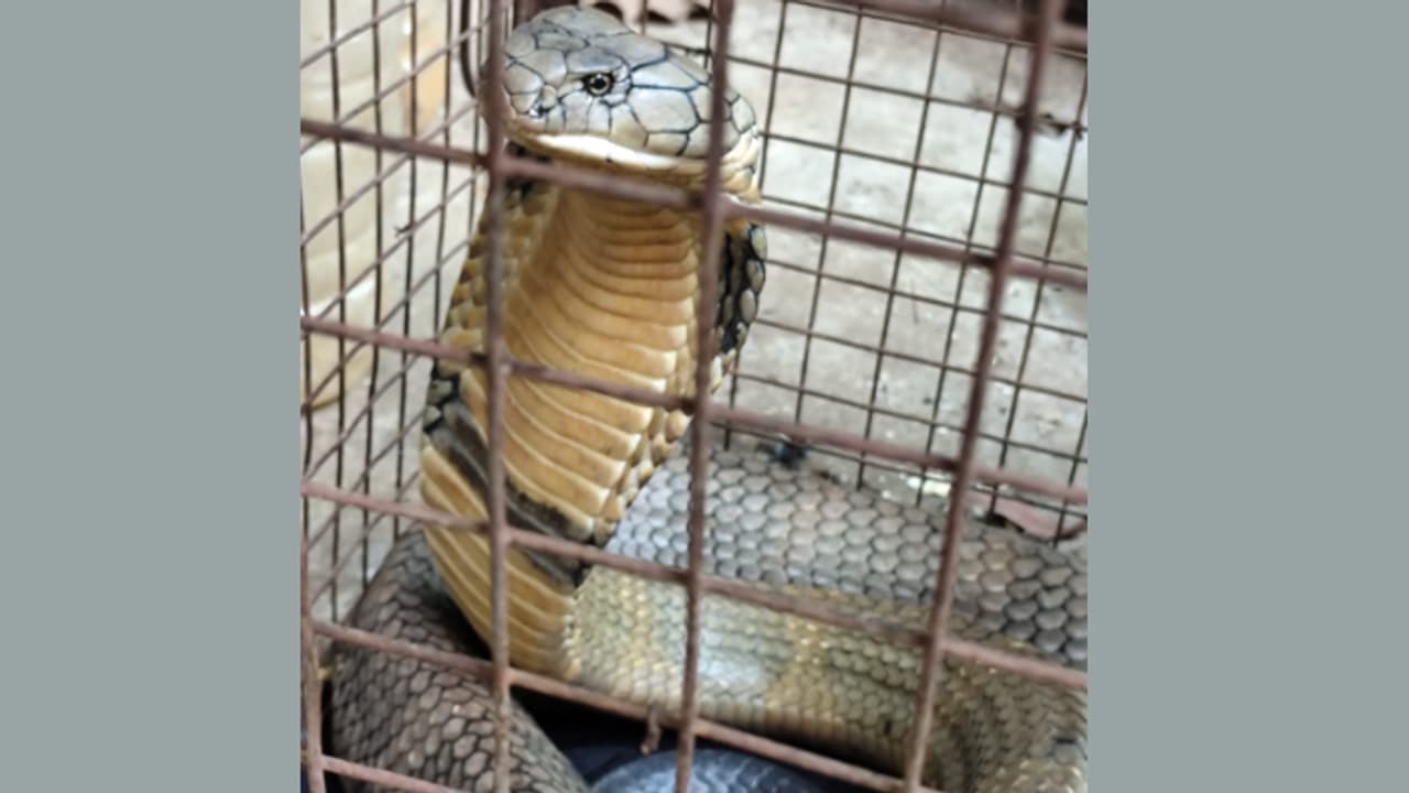 വീടിന് സമീപത്ത് രാജവെമ്പാല, പിടികൂടി കാട്ടില് വിട്ടു വീടിന് സമീപത്ത് രാജവെമ്പാല, പിടികൂടി കാട്ടില് വിട്ടു