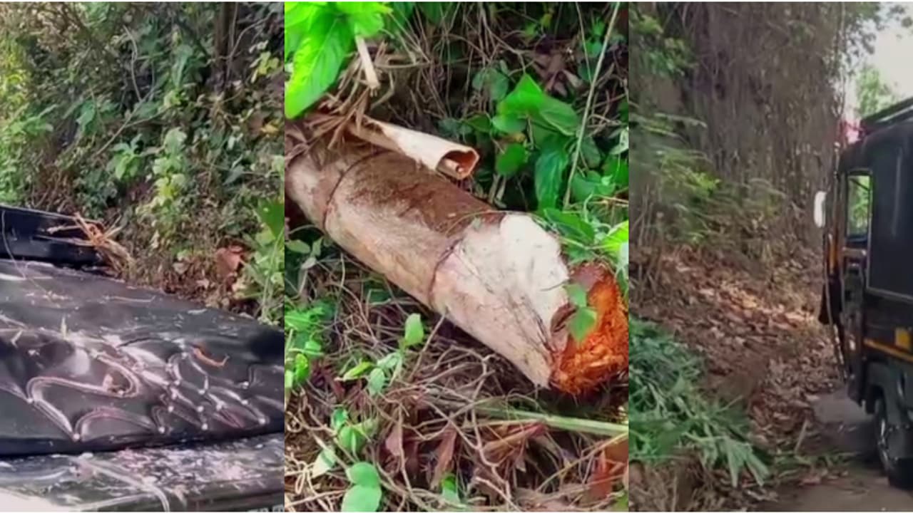 ഓടിക്കൊണ്ടിരുന്ന ഓട്ടോറിക്ഷക്ക് മുകളിലേക്ക് പന കടപുഴകി വീണ് അപകടം; ഡ്രൈവറടക്കം 3 പേർക്ക് ഗുരുതര പരിക്ക് ഓടിക്കൊണ്ടിരുന്ന ഓട്ടോറിക്ഷക്ക് മുകളിലേക്ക് പന കടപുഴകി വീണ് അപകടം; ഡ്രൈവറടക്കം 3 പേർക്ക് ഗുരുതര പരിക്ക്