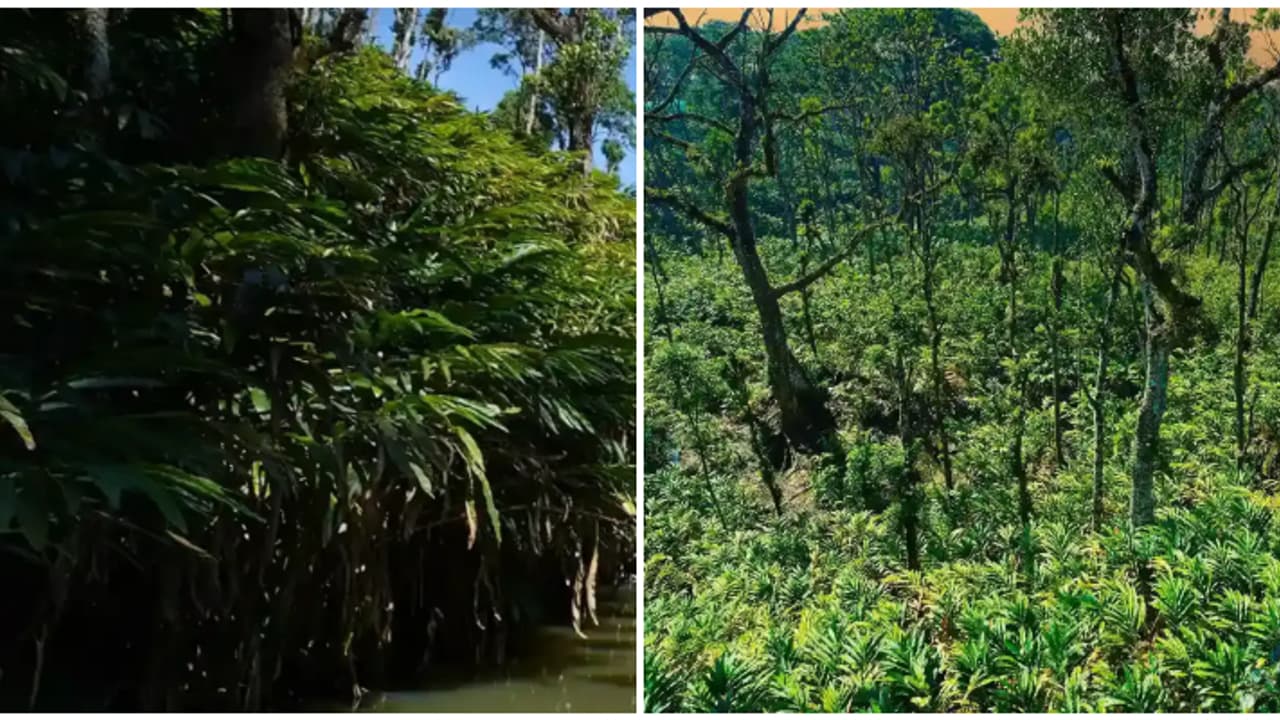 ഇവിടുത്തെ കാറ്റിലുമുണ്ട് ഏലക്കയുടെ നേര്‍ത്ത സുഗന്ധം; പഴമയുടെ രുചിയും മണവും പേറുന്ന ഗ്രാമം വണ്ടൻമേട്